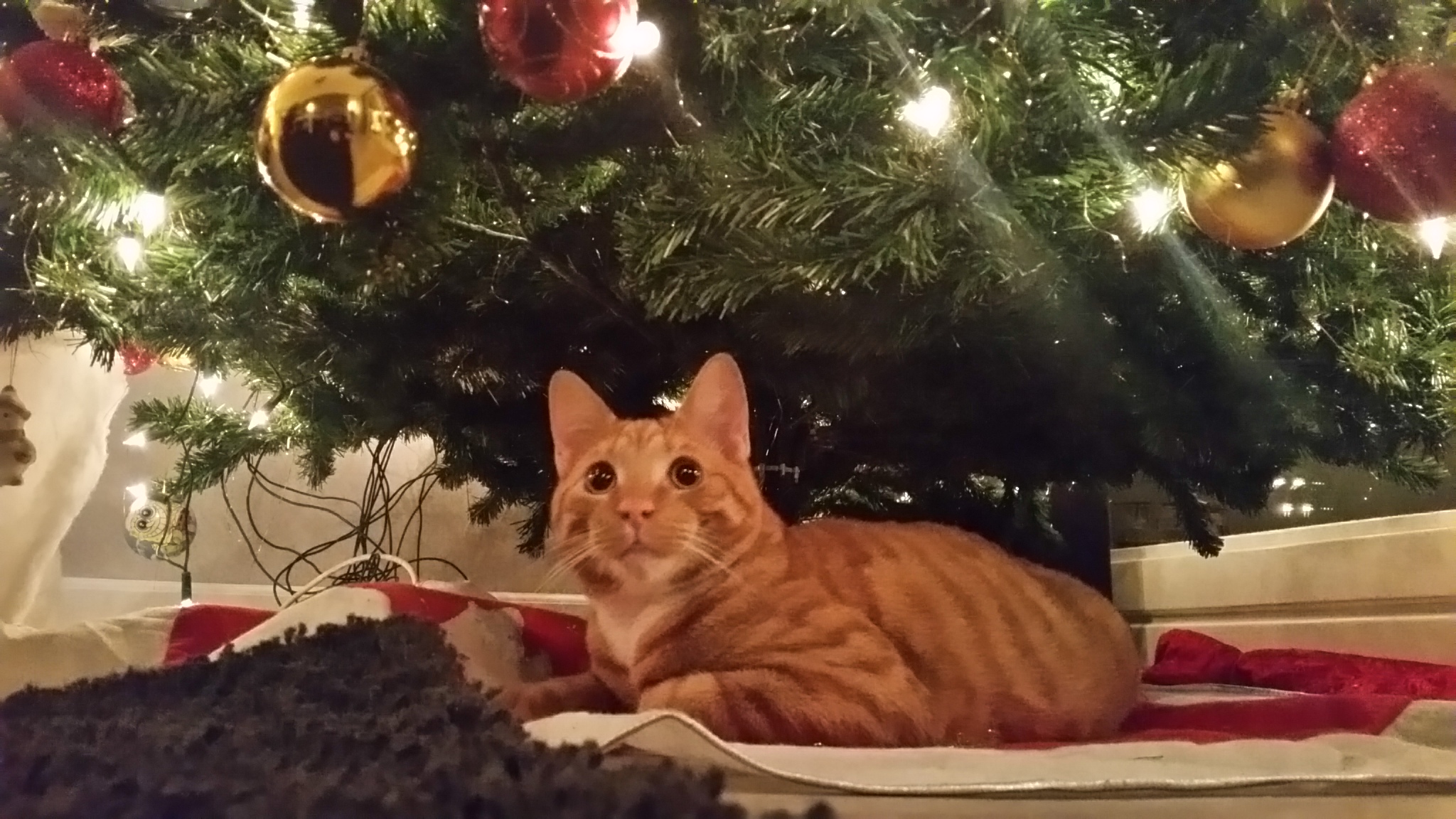 kenny onder kerstboom